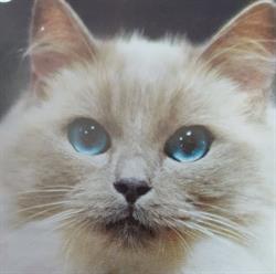 Farmacie veterinară/Doctor Veterinar, Vălenii de Munte