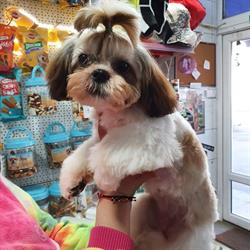 Petshop Ciocarlia, Brăila