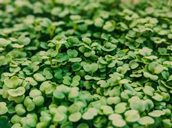 Green Small World Ilfov, Cornetu