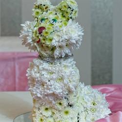 EveDesign, Constanţa