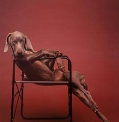Canino Artis, Târgu Mureş