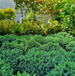 Garden Shop Peretu