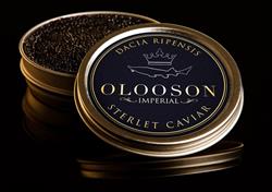 Caviar Factory, Voluntari