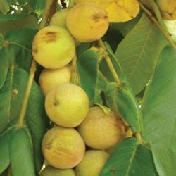 Murnic TRPC - Pepiniera Paulownia, Nuci Chandler, Franquete - Plantatii, Ploieşti