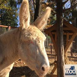 Grădina Zoologică "Prof. Ioan Crişan" Resita