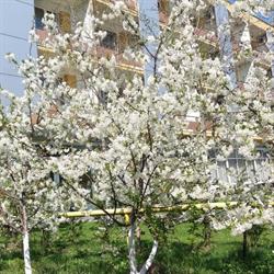 hotel parc, Craiova