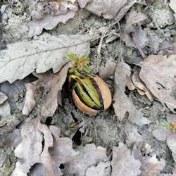 Ocolul Silvic Gradiste, Orăştie