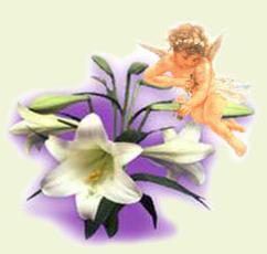 Cherubin Lily, Bucureşti