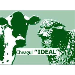 Cheag Ideal, Chitila