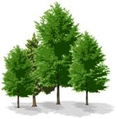 S.C. FOREST COMPANY SRL BUZAU, Tăbărăşti