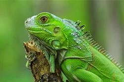 Iguana, Tulcea