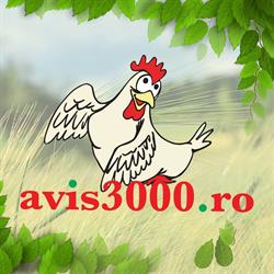 SC AVIS 3000 SA, Mintia