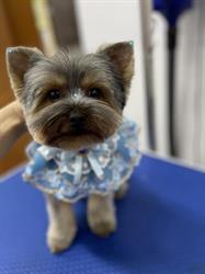 Blu Pet Salon, Bucureşti