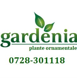 Gardenia, Timişoara
