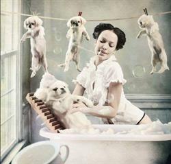 Alti Pet Salon, Piteşti