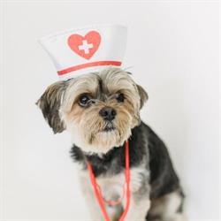 Farmacie Veterinara Mari Marc, Braşov