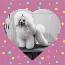 Stylish Pets, Bucureşti
