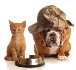 PET & FOOD OUTLET SRL, Arad