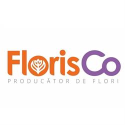 Floris, Bucureşti