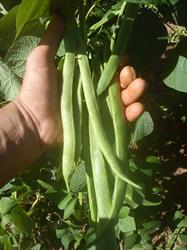 ProAgricultura, Iaşi