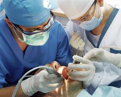 Chirurgie dentara, Bucureşti