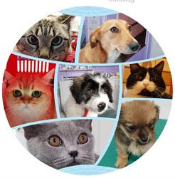 Vet Medical Consulting, Bucureşti