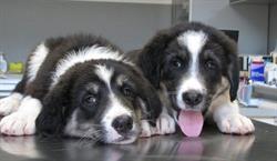Cabinet Veterinar AnimalMed, Baia Mare