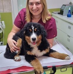 Clinica Veterinara Duo-Vet, Timişoara
