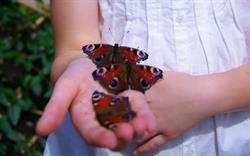 BUTTERFLY TRADING SRL, Bucureşti
