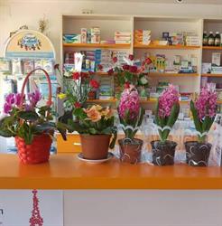 IANCU FARM SRL, Poiana Mare